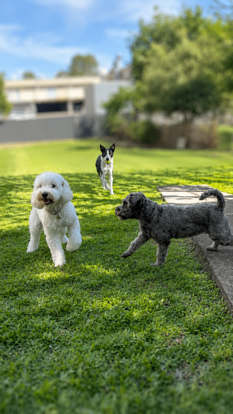 Dogs playing on the grass in the outdoor play area