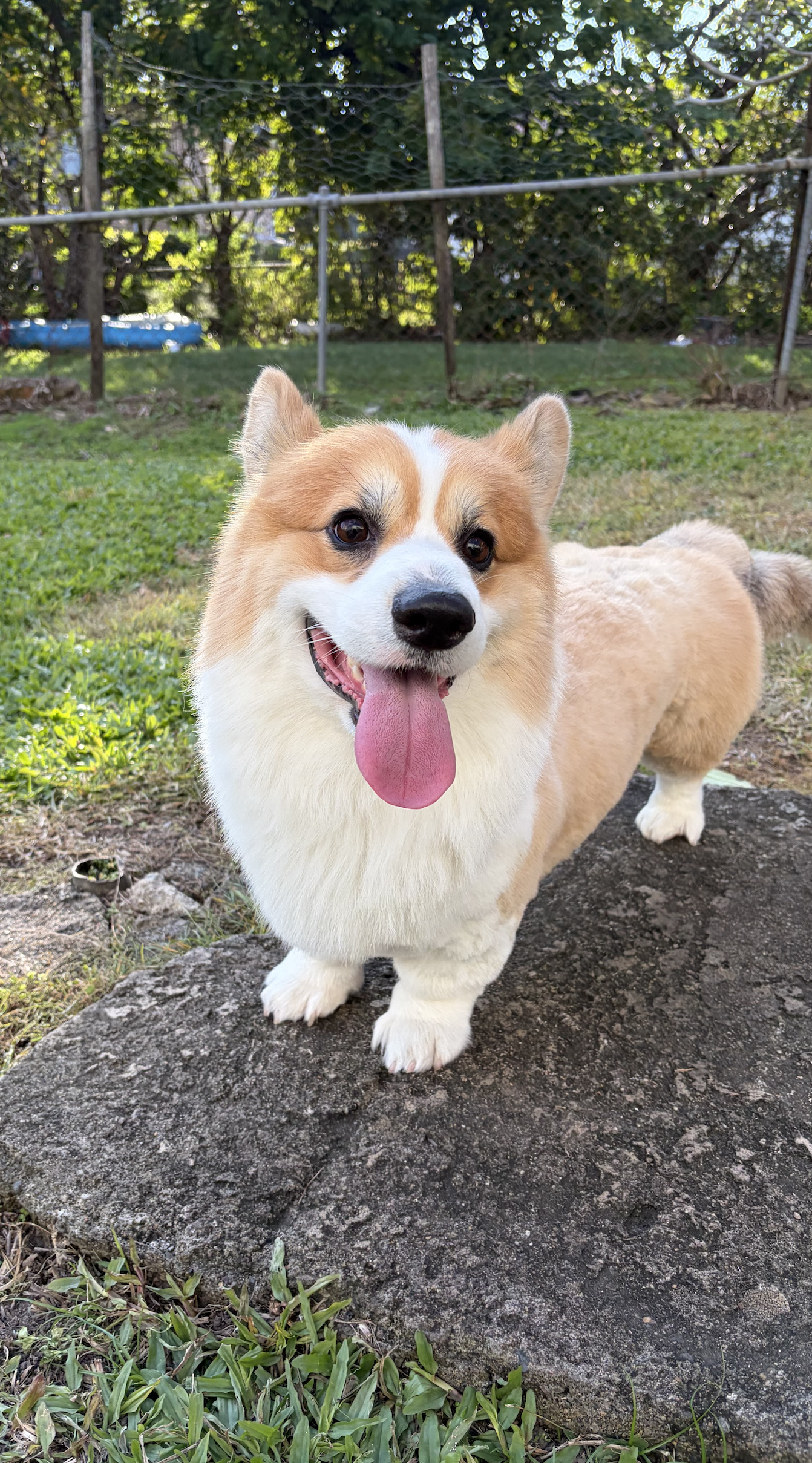 A happy corgi in the outdoor play area
